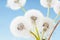 Group of dandelion on blue sky closeup, summaer or spring