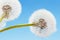 Group of dandelion on blue sky closeup, summaer or spring