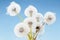 Group of dandelion on blue sky closeup, summaer or spring