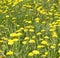 Group of dandelion on green grass.
