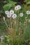 Group of Dandelion Puff Seed Head Flowers