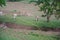 Group of dappled deers in a farmland