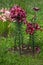 A group of dark fuschia lilies against the light pink lillies growing in the garden