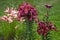 A group of dark fuschia lilies against the light pink lillies growing in the garden