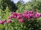 A group of dark pink peonies blooming