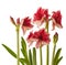 Group dark purple Hippeastrum amaryllis