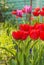 Group Darwin Hybrids red tulips and  Lilyflowering magente tulips    in garden on a sunny spring day