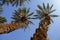 Group of date palms against blue sky.