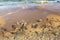 Group of dead fish on the sand in the seaside. climate change