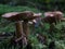 Group of Deadly webcap (Cortinarius rubellus) mushroom in a forest in closeup