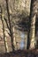 Group of deciduous trees standing at the edge of a stream in a forest