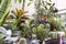 Group of decorative indoor plants with assorted cacti, palms,