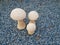 Group of Decorative Mushroom Models on Blue Gravel Stones Floor