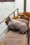 group of deep colored sealions lay on wooden platform at fishing dock