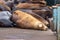 group of deep colored sealions lay on wooden platform in pile