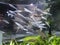 A group of Deepwater fish with transparent and luminous body. Small tiny fishes swimming in the aquarium tank.