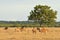 Group of deer in the Baluran National Park located in East Java, Indonesia