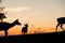 Group of Deer with beautiful sky