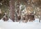 Group of Deer in the Conifers