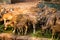 group of deer is eating green grass and looking around.These are chital / cheetal deers from india