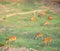 Group of deer feeding grass