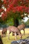 A group of deer grazing during autumn fall colorful season in Nara Park, vertical crop