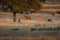 Group of deer in Monfrague National Park, Extremadura. Spain