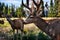 A group of deer standing in a field near Whitehorse, Yukon.