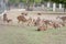 A group of deer in a zoo