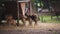 Group of deers eating in the city zoo