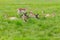 Group of deers in fields in Phoenix park