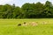Group of deers, fields and trees in Phoenix park