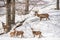 Group of deers in a park in northen italy on winter wih snow