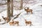 Group of deers in a park in northen italy on winter wih snow