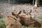 Group of deers sitting on the ground