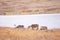 Group of deers wandering in the Gates of the Arctic National Park