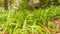 Group of delicate fern plants, growing on tropical, forest floor