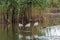 A group of Demoiselle Cranes Anthropoides virgo. resting and drinking in shallow water