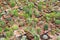 Group of difference cactus in greenhouse growing