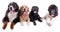 Group of different breed dog in front of white background