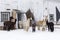 Group of different coloured alpacas standing in a pen covered in fresh snow