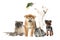 Group of different pets on background