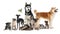 Group of different pets on background. Banner design