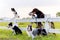 Group of different type dogs stand near garden fence as line formation and look forward with sun light and grass field