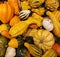 Group of different types of squashes