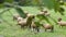 A group of dirty water buffalo or carabao grazing in country field of northern Vietnam.