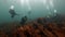 Group of divers swim among seaweeds underwater on seabed of Barents Sea.