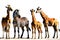 Group of Diverse Animals - Zebra, Lion, Elephant, Giraffe, and Parrot - Standing Side by Side Casting Unity
