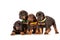 Group of dobermann puppies