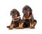 Group of dobermann puppies